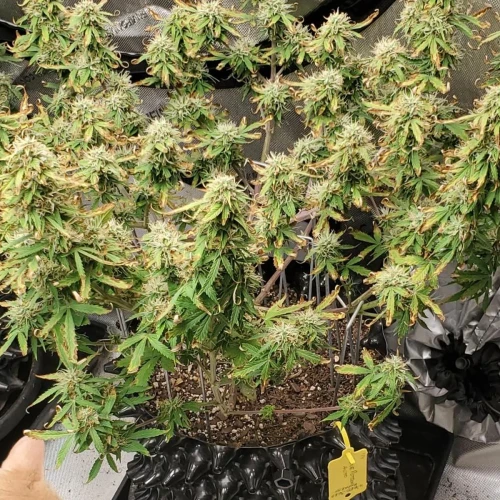 Love Potion Auto Week 9