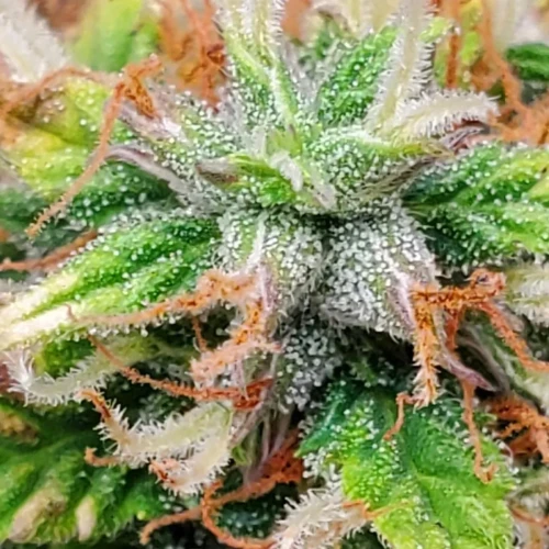 Love Potion Auto Week 10