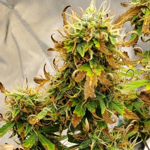 Love Potion Auto Week 11
