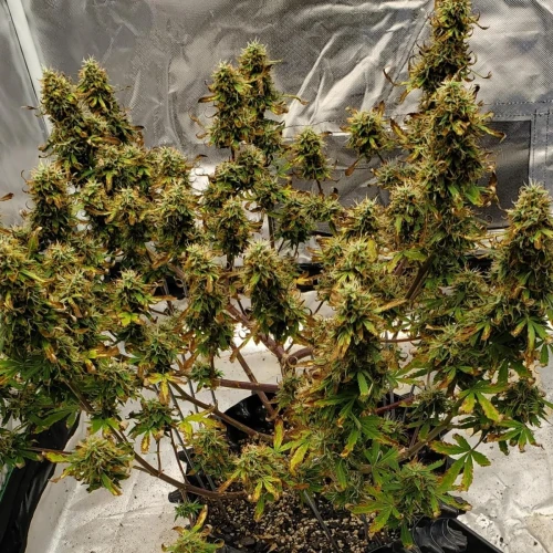 Love Potion Auto Week 12