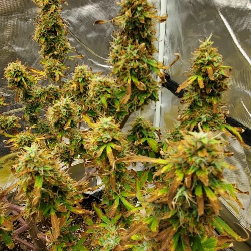 Love Potion Auto Week 13