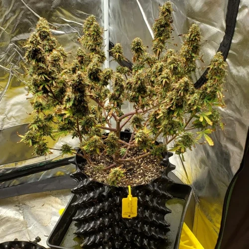 Love Potion Auto Week 14