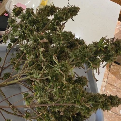 Love Potion Auto Week 15