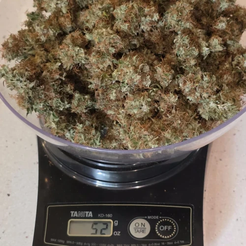 Love Potion Auto Week 15