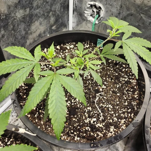 LSD Week 5
