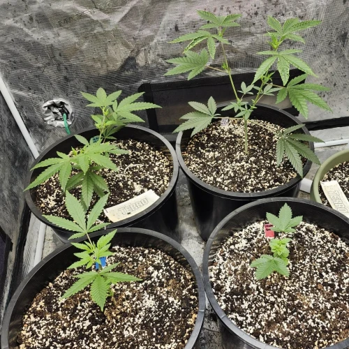 LSD Week 5