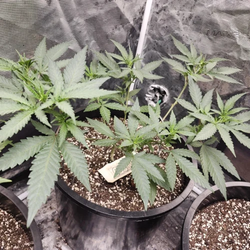 LSD Week 6