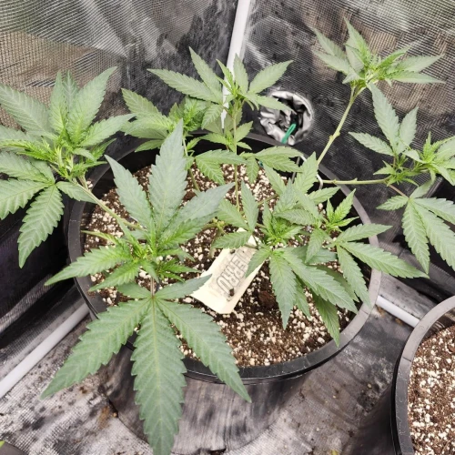 LSD Week 6