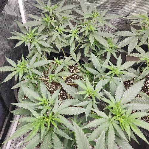 LSD Week 7