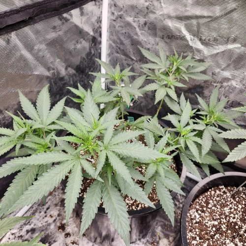 LSD Week 7