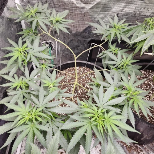 LSD Week 8