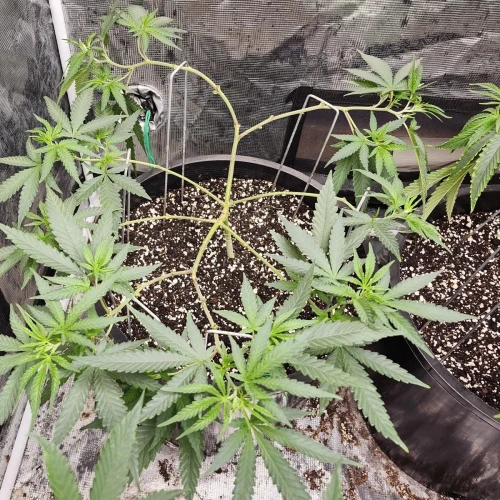 LSD Week 8