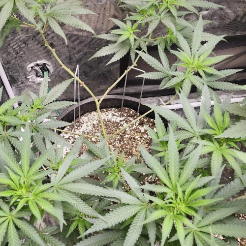 LSD Week 9