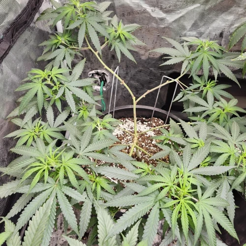 LSD Week 9
