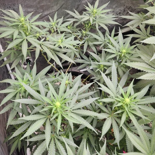LSD Week 10