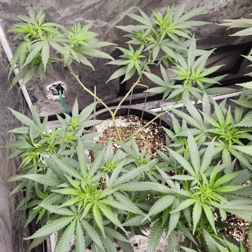 LSD Week 10