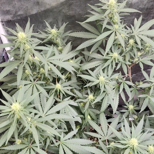 LSD Week 11