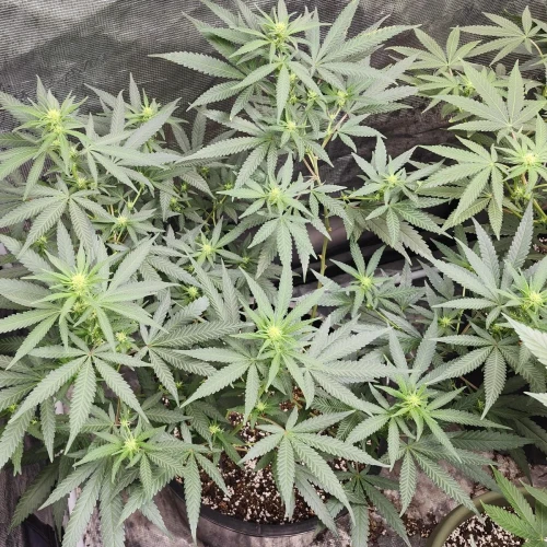 LSD Week 11
