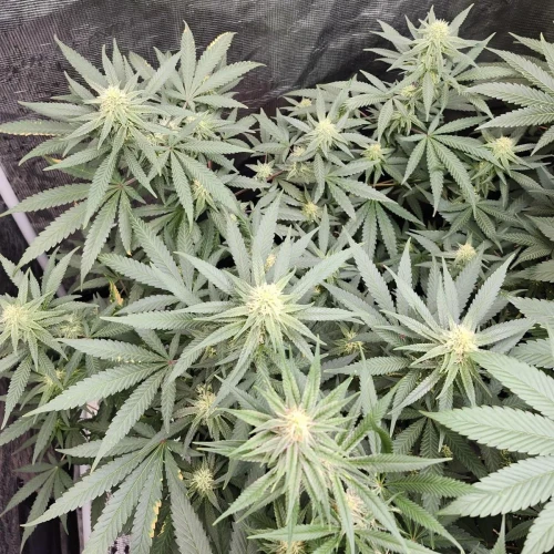 LSD Week 12