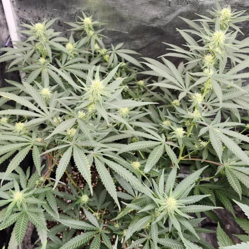 LSD Week 12