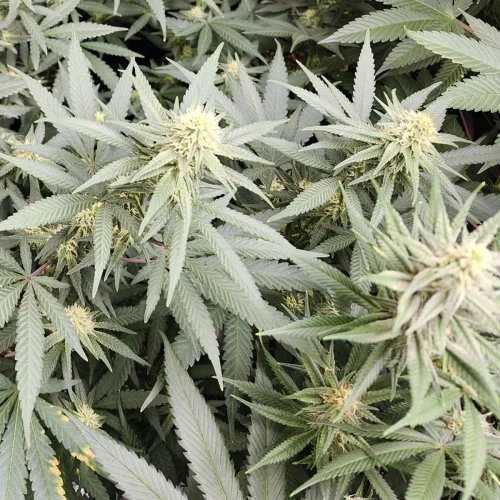 LSD Week 13