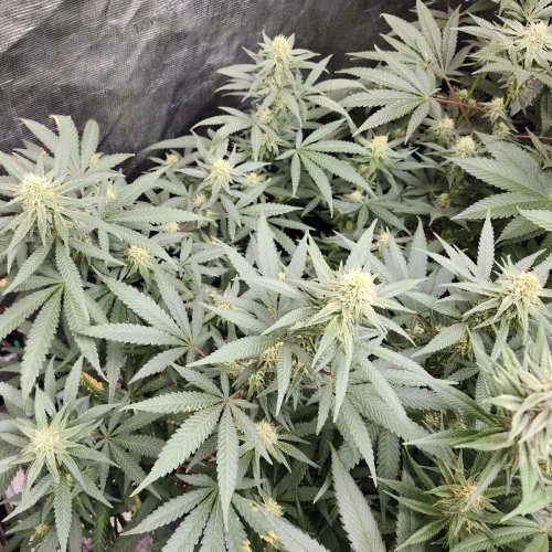 LSD Week 13