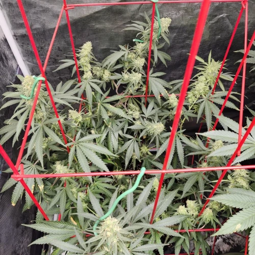 LSD Week 14