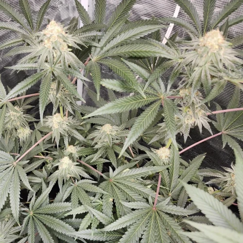 LSD Week 14