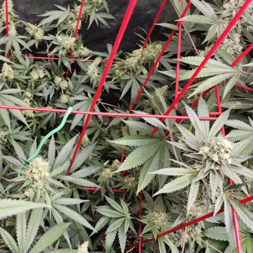 LSD Week 15