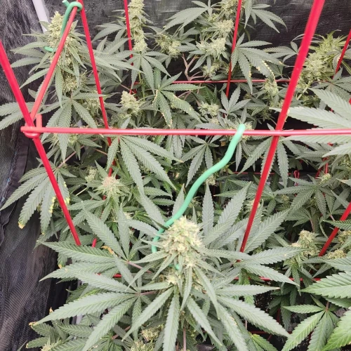 LSD Week 15