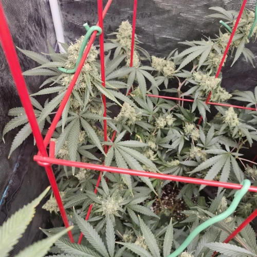 LSD Week 16