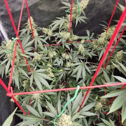 LSD Week 16