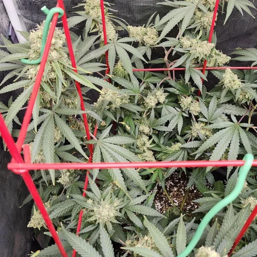 LSD Week 17