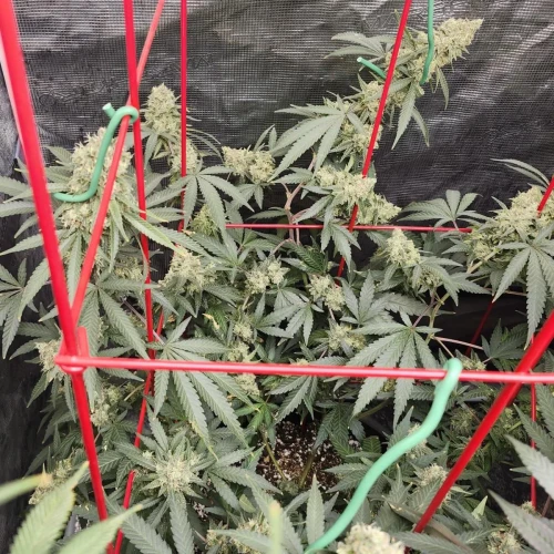 LSD Week 17