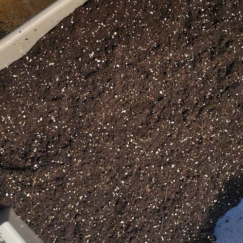 MAC 1 Germination Week