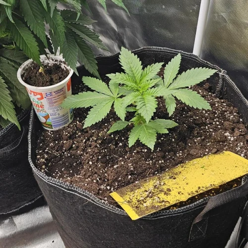 MAC 1 Week 1
