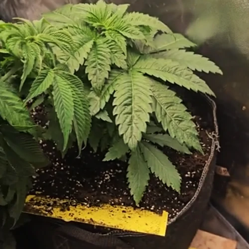 MAC 1 Week 3