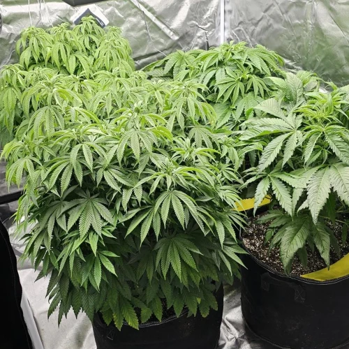 MAC 1 Week 4