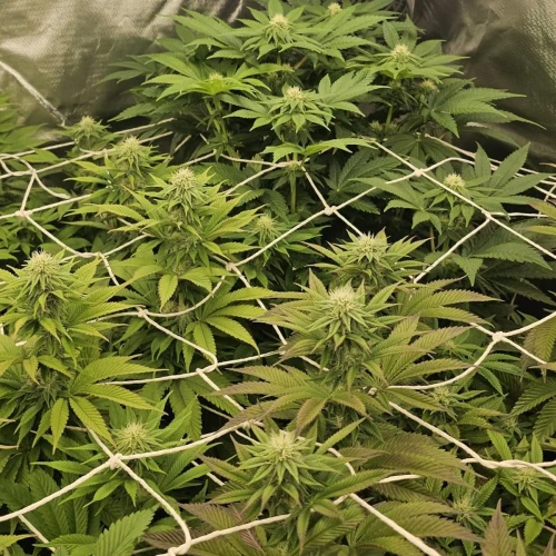 MAC 1 Week 7