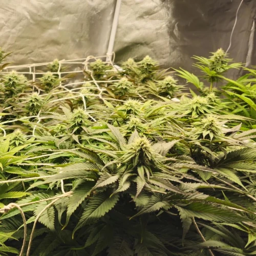 MAC 1 Week 8