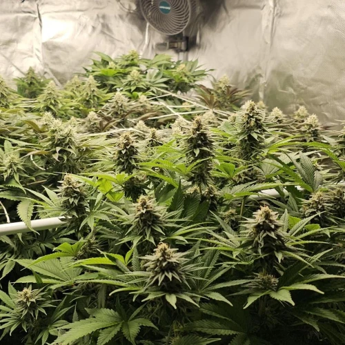 MAC 1 Week 9