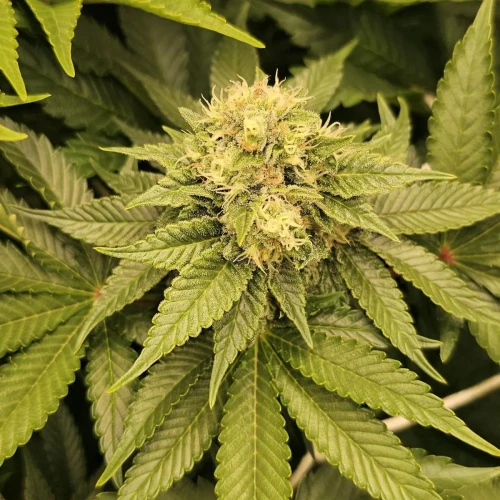 MAC 1 Week 10