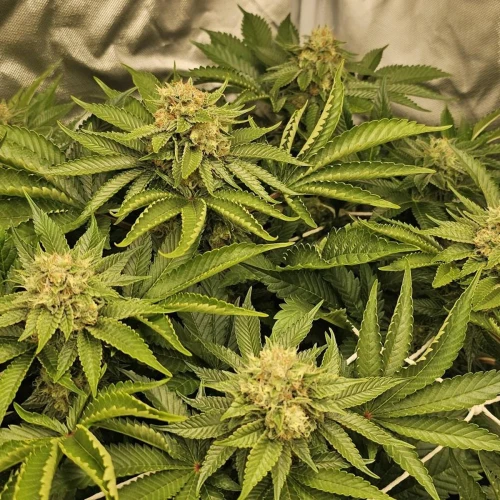 MAC 1 Week 11