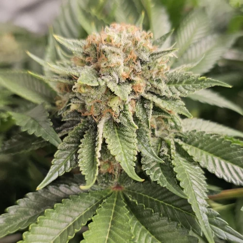MAC 1 Week 12