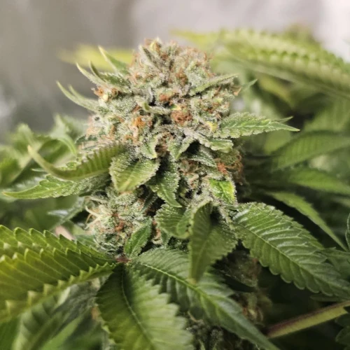 MAC 1 Week 13