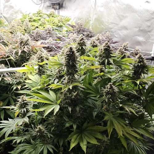 MAC 1 Week 13
