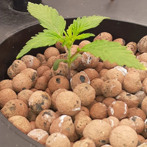 Magnum Auto Week 2
