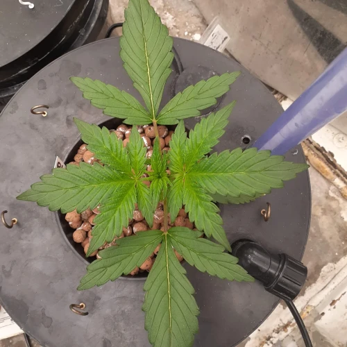 Magnum Auto Week 3