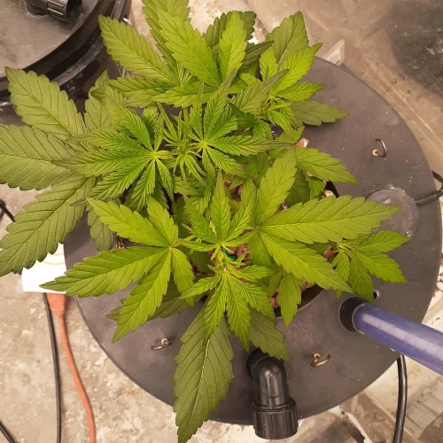Magnum Auto Week 4