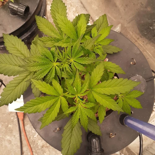 Magnum Auto Week 5